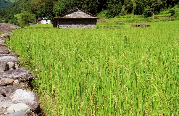 改善水质最强的水生植物排行榜：第九为净化污染物能手，浮萍上榜